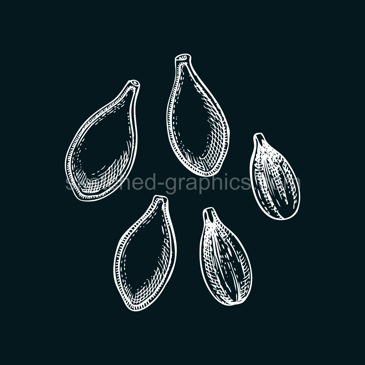 Pumpkin seeds sketch. Autumn vegetable hand-drawn vector illustration on chlakboard Vintage Thanksgiving day design element. NOT AI generated Illustration